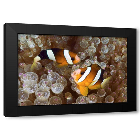 Anemonefish in an anemone, Raja Ampat, Indonesia Black Modern Wood Framed Art Print by Shimlock, Jones