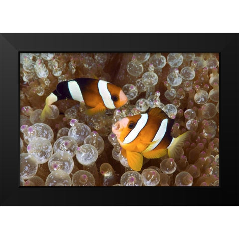 Anemonefish in an anemone, Raja Ampat, Indonesia Black Modern Wood Framed Art Print by Shimlock, Jones