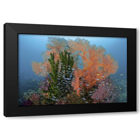 Reef scenics, Irian Jaya, West Papua, Indonesia Black Modern Wood Framed Art Print with Double Matting by Shimlock, Jones