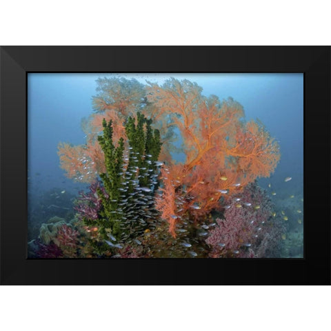 Reef scenics, Irian Jaya, West Papua, Indonesia Black Modern Wood Framed Art Print by Shimlock, Jones