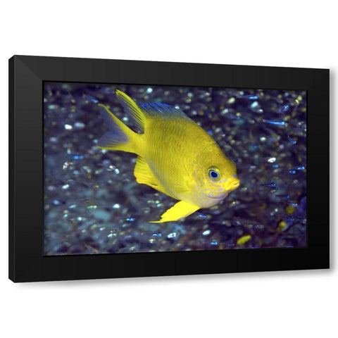 Yellow damselfish, West Papua, Indonesia Black Modern Wood Framed Art Print by Shimlock, Jones
