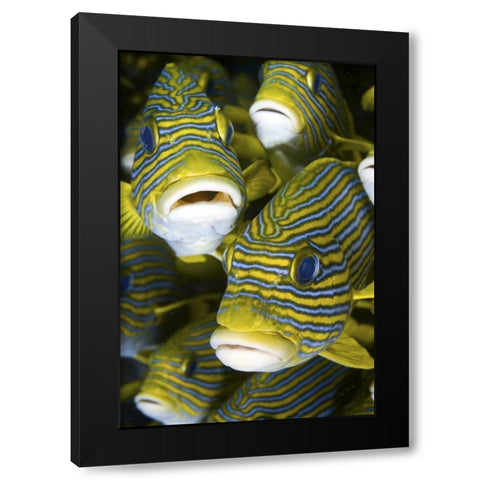 Sweetlip fish, Irian Jaya, West Papua, Indonesia Black Modern Wood Framed Art Print with Double Matting by Shimlock, Jones