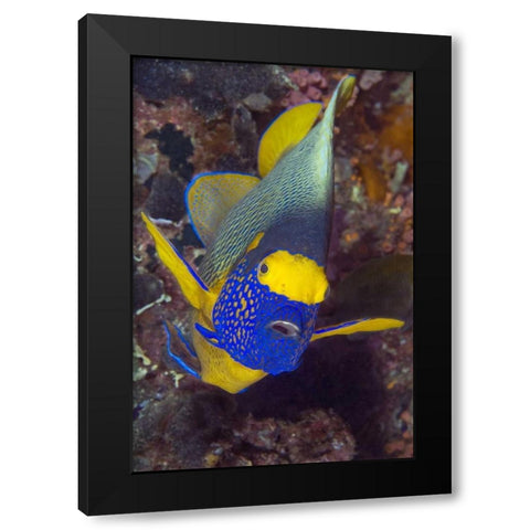 Angelfish, Irian Jaya, West Papua, Indonesia Black Modern Wood Framed Art Print with Double Matting by Shimlock, Jones