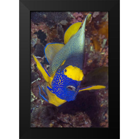 Angelfish, Irian Jaya, West Papua, Indonesia Black Modern Wood Framed Art Print by Shimlock, Jones