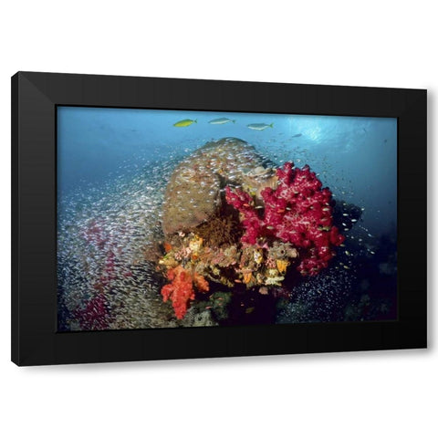 Reef scenics, Irian Jaya, West Papua, Indonesia Black Modern Wood Framed Art Print by Shimlock, Jones
