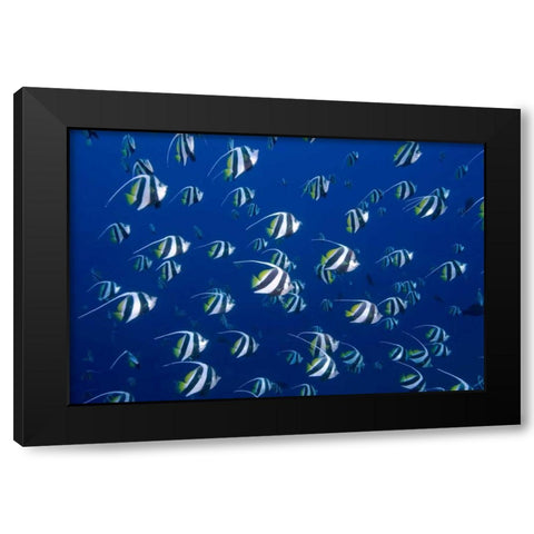 Bannerfish, Irian Jaya, West Papua, Indonesia Black Modern Wood Framed Art Print with Double Matting by Shimlock, Jones