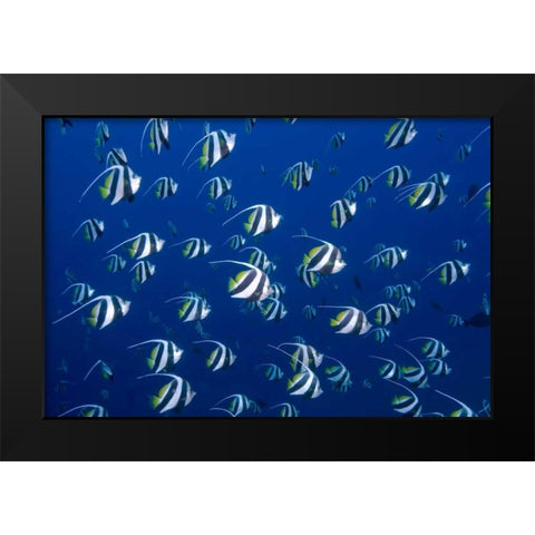Bannerfish, Irian Jaya, West Papua, Indonesia Black Modern Wood Framed Art Print by Shimlock, Jones