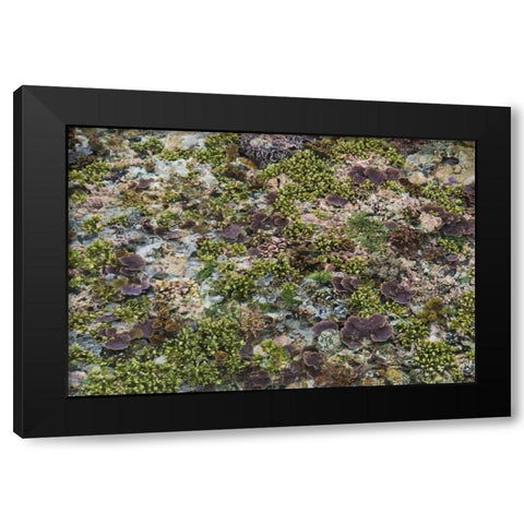 Low tide, Misool Island, Irian Jaya, Indonesia Black Modern Wood Framed Art Print by Shimlock, Jones