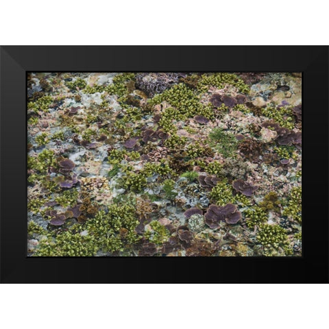 Low tide, Misool Island, Irian Jaya, Indonesia Black Modern Wood Framed Art Print by Shimlock, Jones