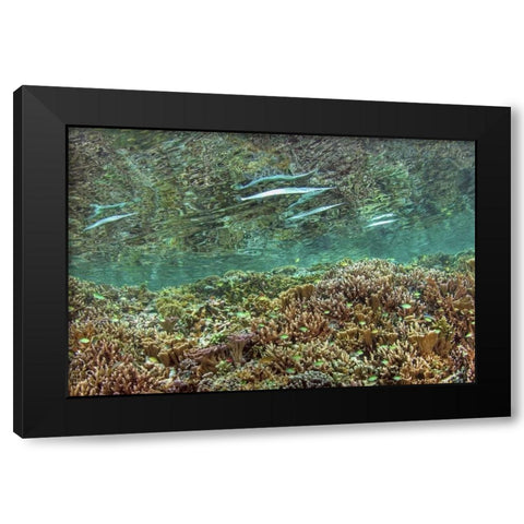 Indonesia, Papua Needlefish feeding by a reef Black Modern Wood Framed Art Print by Shimlock, Jones