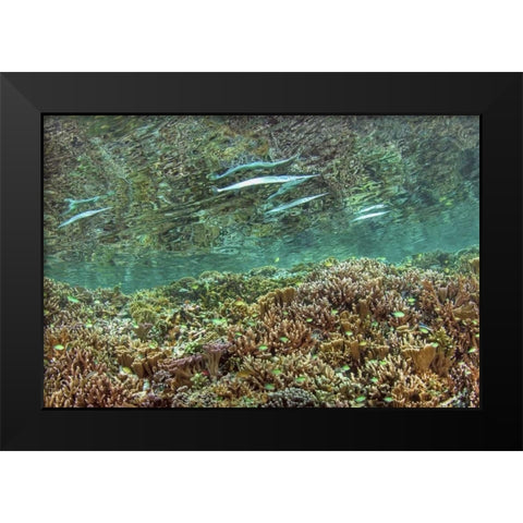 Indonesia, Papua Needlefish feeding by a reef Black Modern Wood Framed Art Print by Shimlock, Jones