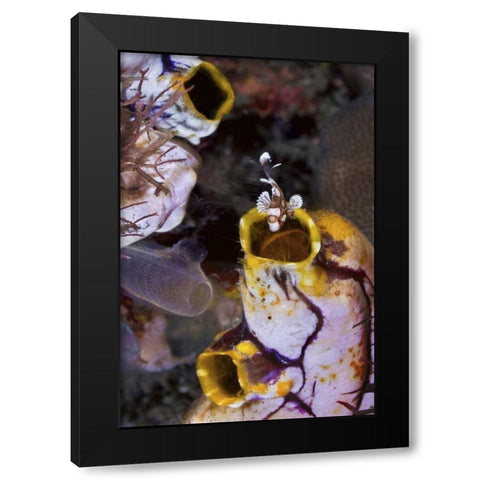 Indonesia, Sweetlip fish in a sea squirts siphon Black Modern Wood Framed Art Print by Shimlock, Jones
