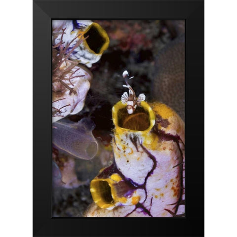 Indonesia, Sweetlip fish in a sea squirts siphon Black Modern Wood Framed Art Print by Shimlock, Jones