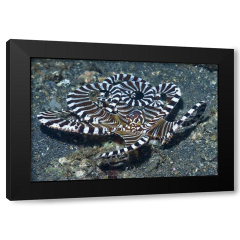 Indonesia A wonderpus long-armed octopus Black Modern Wood Framed Art Print with Double Matting by Shimlock, Jones