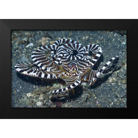 Indonesia A wonderpus long-armed octopus Black Modern Wood Framed Art Print by Shimlock, Jones