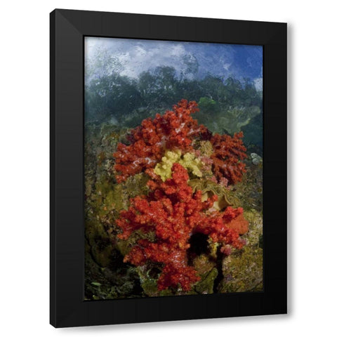 Indonesia, Papua, Fak Fak, Triton Bay Coral reef Black Modern Wood Framed Art Print by Shimlock, Jones