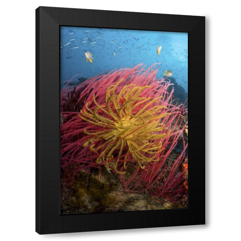 Indonesia, Pisang Islands Feather star crinoids Black Modern Wood Framed Art Print by Shimlock, Jones