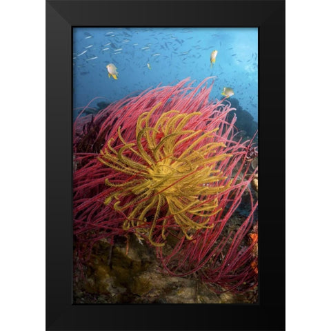 Indonesia, Pisang Islands Feather star crinoids Black Modern Wood Framed Art Print by Shimlock, Jones
