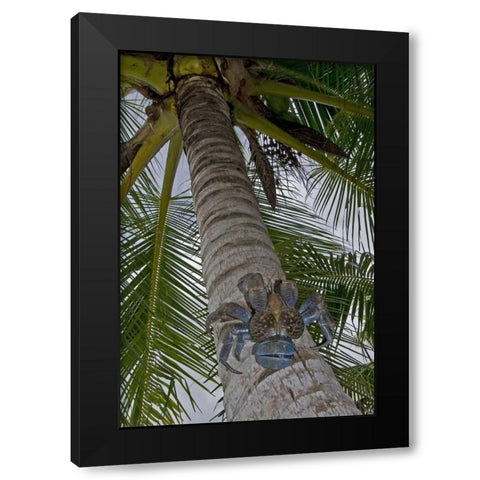 Indonesia, Papua Coconut crab climbs palm tree Black Modern Wood Framed Art Print by Shimlock, Jones
