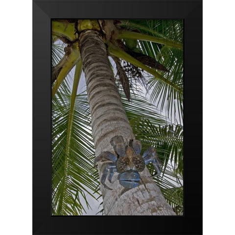 Indonesia, Papua Coconut crab climbs palm tree Black Modern Wood Framed Art Print by Shimlock, Jones