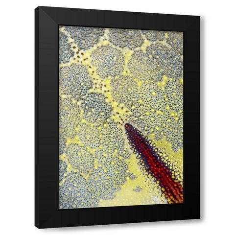 Indonesia, Papua, Raja Ampat Sea star Black Modern Wood Framed Art Print by Shimlock, Jones