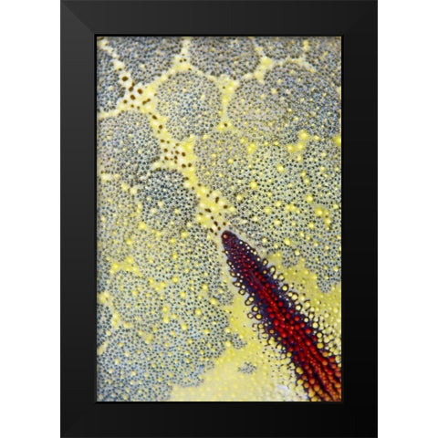 Indonesia, Papua, Raja Ampat Sea star Black Modern Wood Framed Art Print by Shimlock, Jones