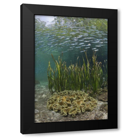 Indonesia, Papua Baitfish swims above coral Black Modern Wood Framed Art Print with Double Matting by Shimlock, Jones