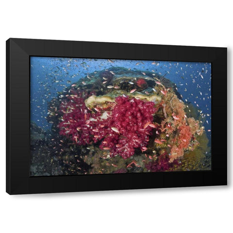 Indonesia, Papua, Raja Ampat Corals on reef Black Modern Wood Framed Art Print by Shimlock, Jones