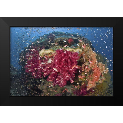 Indonesia, Papua, Raja Ampat Corals on reef Black Modern Wood Framed Art Print by Shimlock, Jones