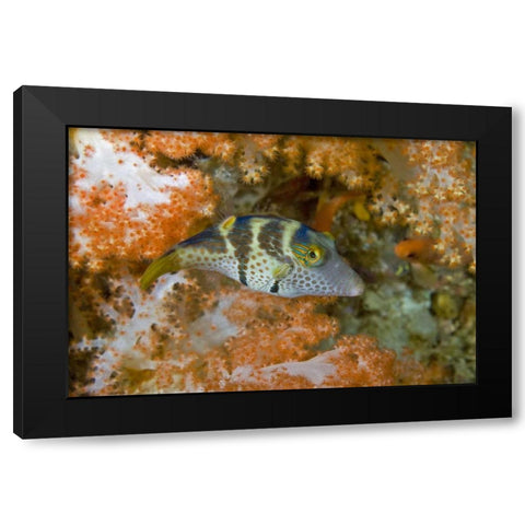 Indonesia, Papua, Raja Ampat Pufferfish Black Modern Wood Framed Art Print with Double Matting by Shimlock, Jones