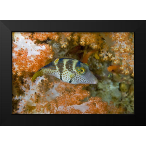 Indonesia, Papua, Raja Ampat Pufferfish Black Modern Wood Framed Art Print by Shimlock, Jones