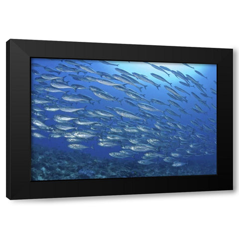 Indonesia, Papua Scad fish, tuna look-alikes Black Modern Wood Framed Art Print by Shimlock, Jones