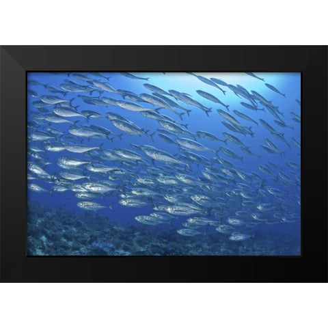 Indonesia, Papua Scad fish, tuna look-alikes Black Modern Wood Framed Art Print by Shimlock, Jones
