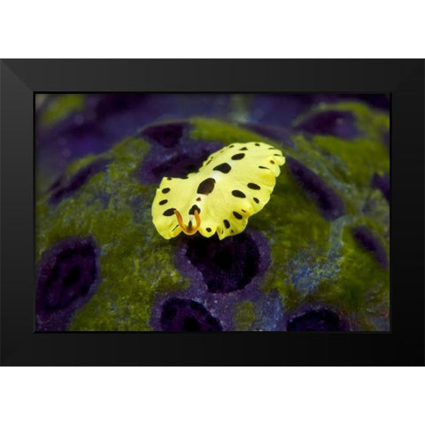 Indonesia, Papua Recently discovered flatworm Black Modern Wood Framed Art Print by Shimlock, Jones