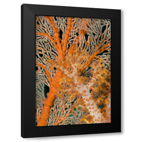 Indonesia, Papua Orange sea fan under tree coral Black Modern Wood Framed Art Print by Shimlock, Jones