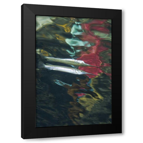 Indonesia, Papua Abstract of halfbeak fish Black Modern Wood Framed Art Print with Double Matting by Shimlock, Jones