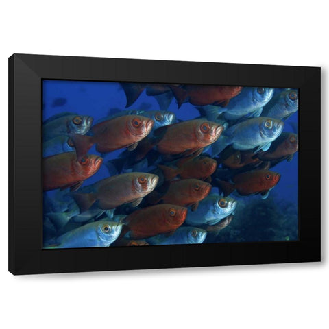 Indonesia, Papua Bigeye fish Black Modern Wood Framed Art Print with Double Matting by Shimlock, Jones
