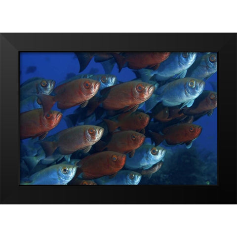Indonesia, Papua Bigeye fish Black Modern Wood Framed Art Print by Shimlock, Jones
