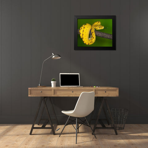 Indonesia Close-up of juvenile green tree python Black Modern Wood Framed Art Print by Flaherty, Dennis