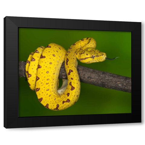 Indonesia Close-up of juvenile green tree python Black Modern Wood Framed Art Print by Flaherty, Dennis