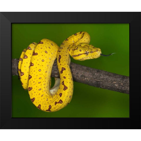 Indonesia Close-up of juvenile green tree python Black Modern Wood Framed Art Print by Flaherty, Dennis