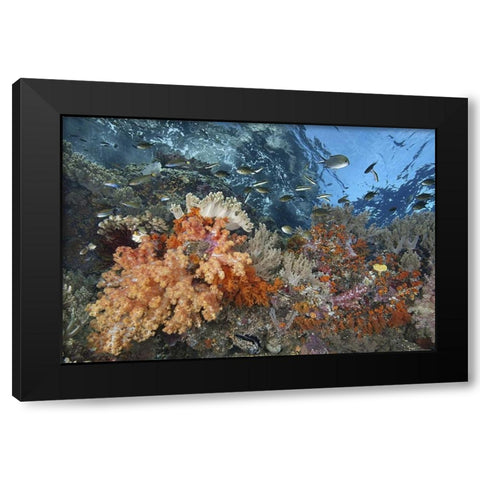 Indonesia, Raja Ampat Underwater fish and coral Black Modern Wood Framed Art Print by Shimlock, Jones