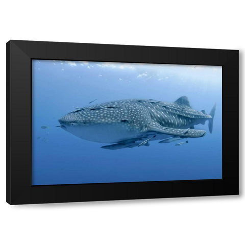 Indonesia, Papua Whale shark and remoras Black Modern Wood Framed Art Print by Shimlock, Jones