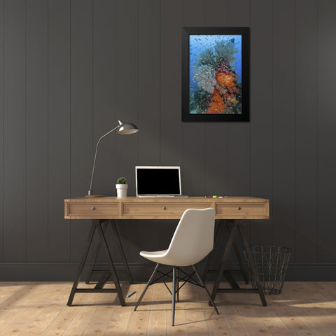 Indonesia, Komodo NP Underwater Fish and coral Black Modern Wood Framed Art Print by Shimlock, Jones