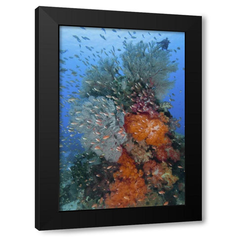 Indonesia, Komodo NP Underwater Fish and coral Black Modern Wood Framed Art Print with Double Matting by Shimlock, Jones