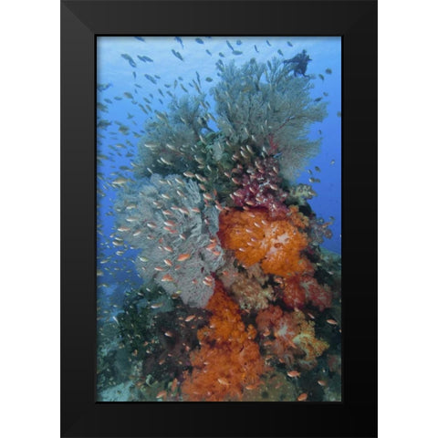 Indonesia, Komodo NP Underwater Fish and coral Black Modern Wood Framed Art Print by Shimlock, Jones