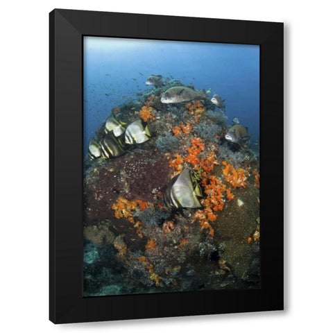 Indonesia, Komodo NP, Fish swim around coral Black Modern Wood Framed Art Print with Double Matting by Shimlock, Jones