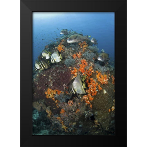 Indonesia, Komodo NP, Fish swim around coral Black Modern Wood Framed Art Print by Shimlock, Jones