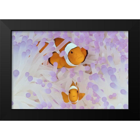 Indonesia, Papua Anemonefish in an anemone Black Modern Wood Framed Art Print by Shimlock, Jones
