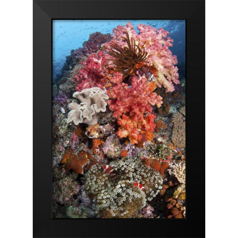 Indonesia, Papua, SE Misool Fish and coral Black Modern Wood Framed Art Print by Shimlock, Jones
